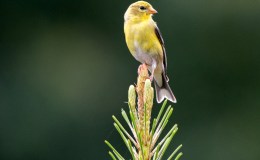 Taking and Making&nbsp;Opportunities