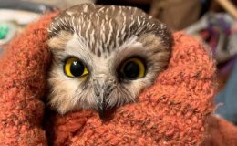 Rockefeller the Saw-Whet Owl in Christmas&nbsp;Tree
