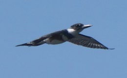 That “Devil Bird”&nbsp;Kingfisher