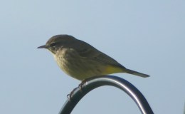 Time To Get Back To Bird&nbsp;Blogging