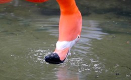 Flamingo Filtering at Gatorland –&nbsp;12/30/20