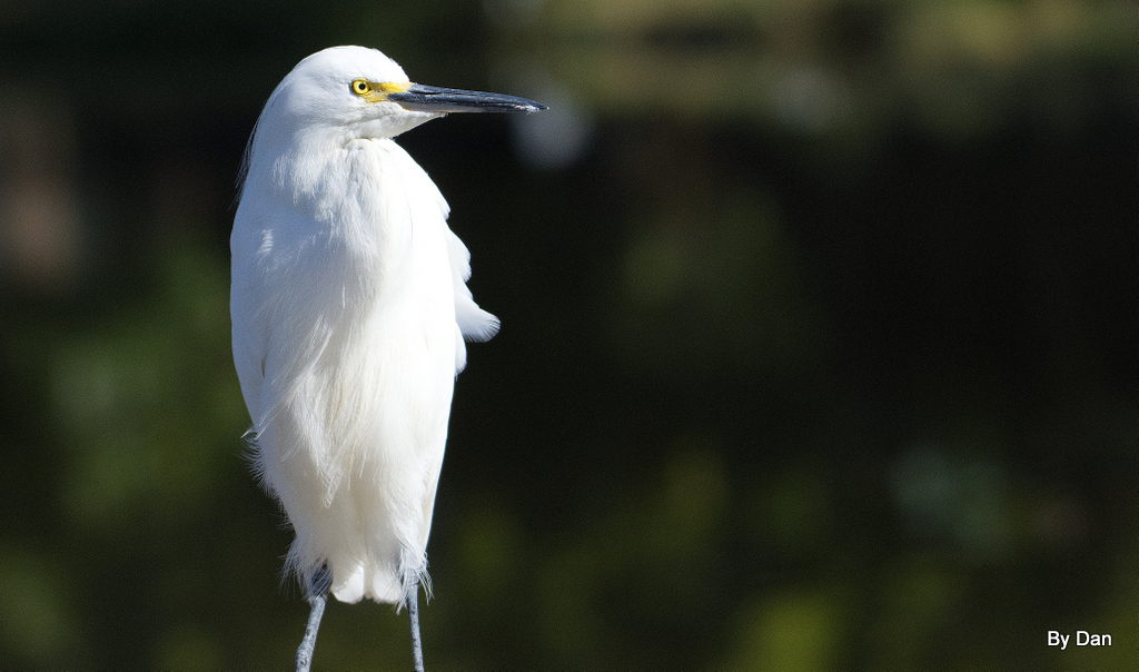 Snowy Egret at Gatorland by Dan
