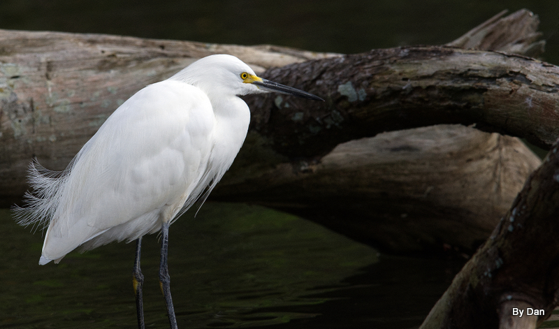 Snowy Egret at Gatorland by Dan