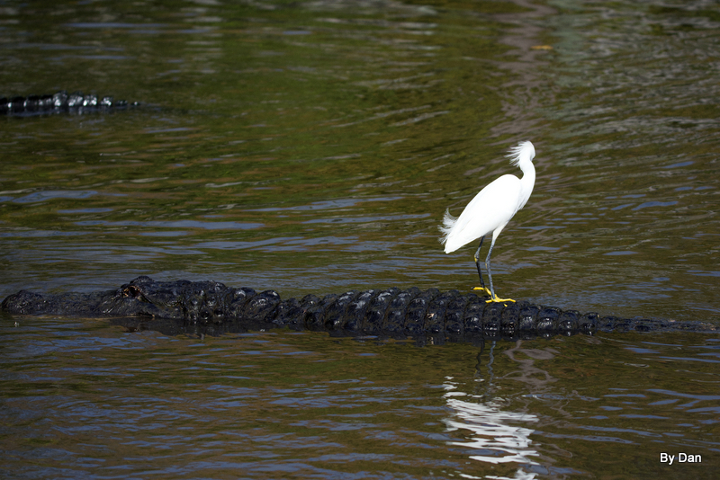 Snowy Egret and Gator at Gatorland by Dan