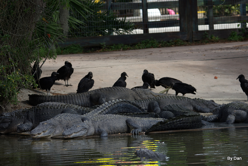 Gators at Gatorland by Dan