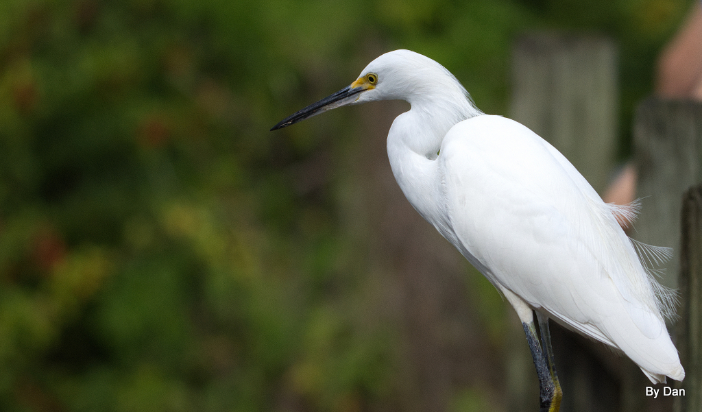 Snowy Egret and Gator at Gatorland by Dan