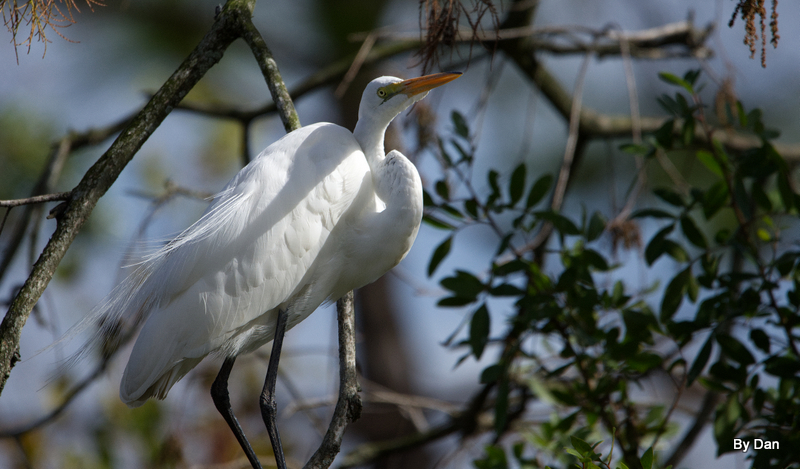 Great Egret at Gatorland by Dan