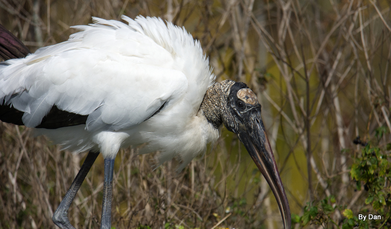 Wood Stork at Gatorland by Dan