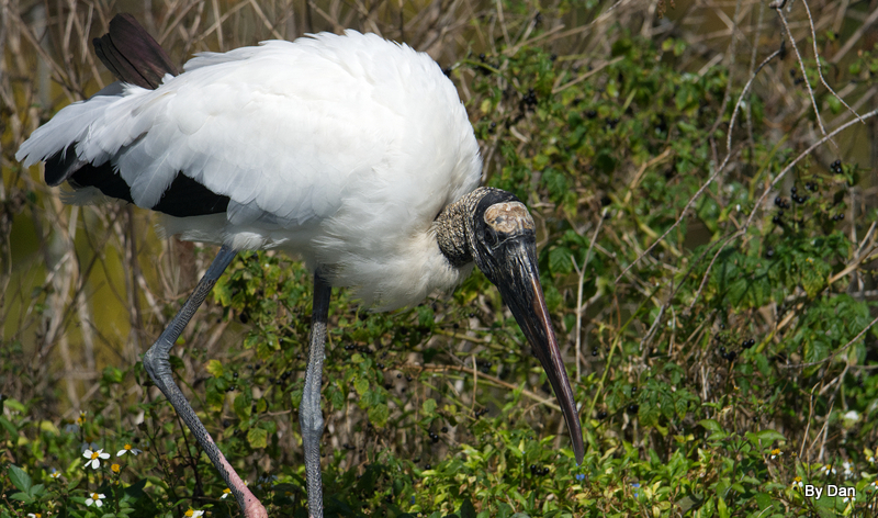 Wood Stork at Gatorland by Dan