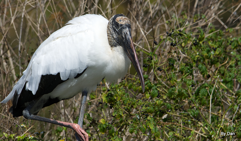 Wood Stork at Gatorland by Dan