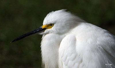 Snowy Egret and Gator at Gatorland by Dan