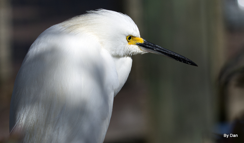 Snowy Egret and Gator at Gatorland by Dan