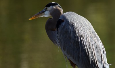 Great Blue Heron by Dan at Gatorland