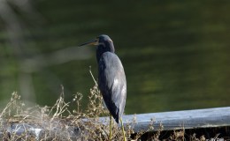 Dan’s Photos – Wishful Thinking, Flamingo, and&nbsp;Vulture