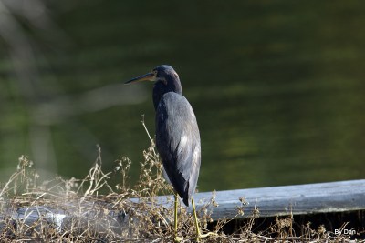 Tricolored Heron by Dan at Gatorland
