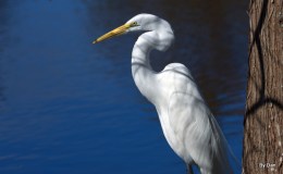 Great Egret by&nbsp;Dan