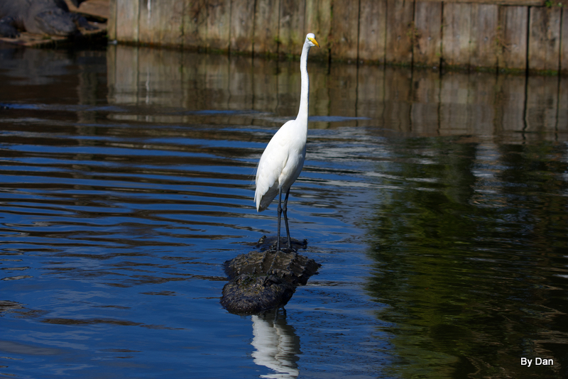 Great Egret at Gatorland by Dan