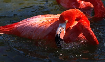 American Flamingo by Dan at Gatorland