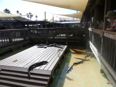 Crazy Snowy Egret at Gatorland 123020 by Lee