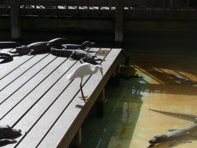 Crazy Snowy Egret at Gatorland 123020 by Lee