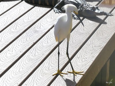 Crazy Snowy Egret at Gatorland 123020 by Lee
