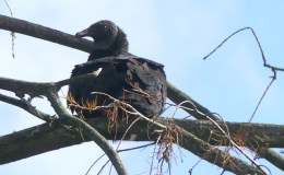 Black Vultures Up Close at&nbsp;Gatorland