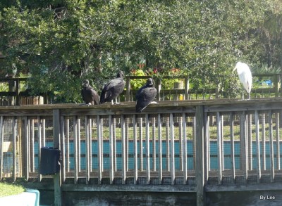 Vultures and Egret setting in there normal welcoming rail.