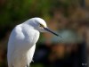 Smart Egret at Gatorland 123020 by Lee