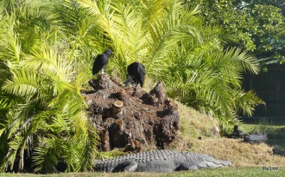 Vultures Surveying a Gator near entry of Gatorland