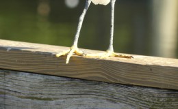 Put Your Best Foot&nbsp;Forward