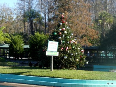 Christmas Tree and Sign - Gatorland 123020 by Lee