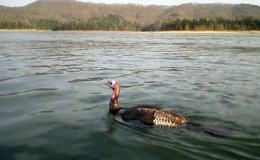Reginald and Oliver’s Florida&nbsp;Parade