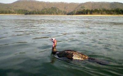 Turkey Swimming in Lake @United Poultry