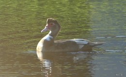 Proud Muscovy Duck