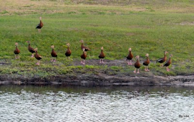 Black-bellied Whistling Ducks by Lee 3-15-20