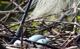 Great Egret Nest –&nbsp;Gatorland