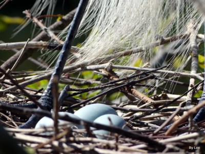 Eggs in Great Egret Nest Gatorland 02252021 by Lee
