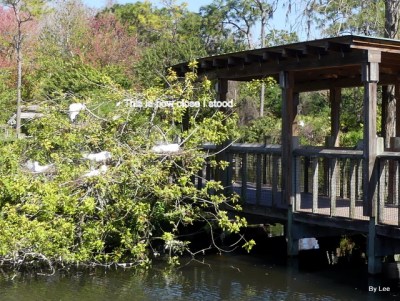 Showing How close I was to nest Gatorland 02252021 by Lee