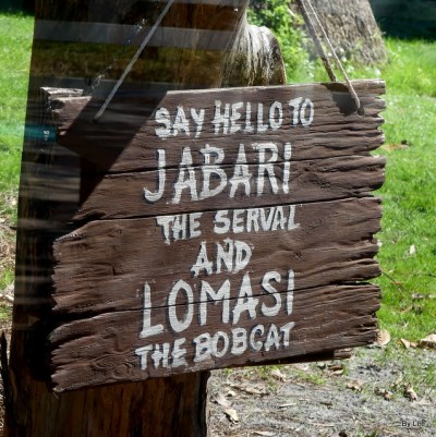 Jabari the Serval - Gatorland 02252021 by Lee