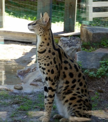 Jabari the Serval - Gatorland 02252021 by Lee