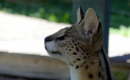 Gatorland Again – February&nbsp;2021