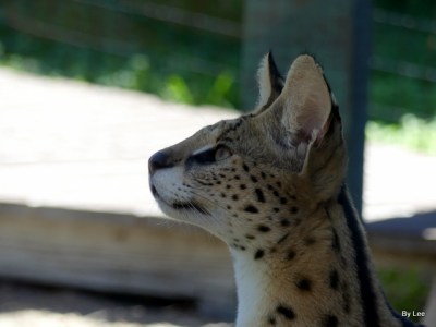Jabari the Serval - Gatorland 02252021 by Lee