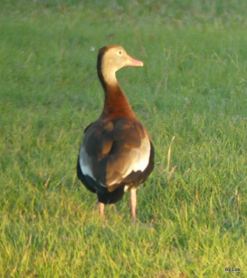 Whistling Ducks in Backyard Feb 2021