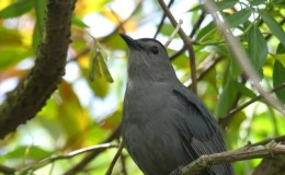 Catbird at Gatorland