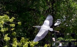 Great Blue Herons –&nbsp;Gatorland