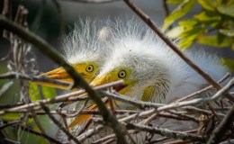Baby Egrets at&nbsp;Gatorland