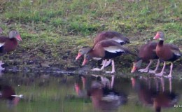 Whistling Ducks Encountering A&nbsp;Turtle