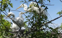 Poor Mama Feeding&nbsp;Chicks