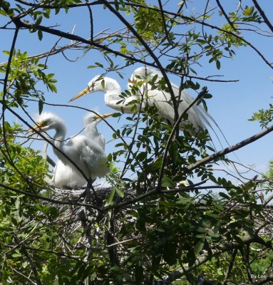 Great Egret Feeding Chicks at Gatorland by Lee