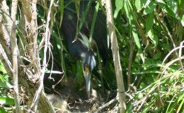 Tricolored Herons at Gatorland&nbsp;2021
